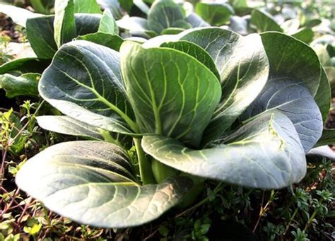 青菜什么时候种植最好 在南方适合几月份种植-植物说