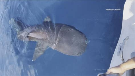 Extremely rare 'megamouth' shark sighting off the coast of San Diego ...
