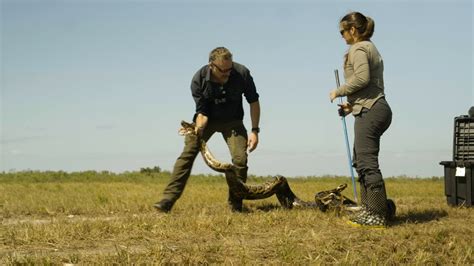 Image result for Burmese Python Attack