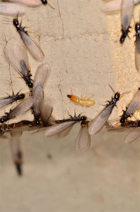 Subterranean Termite Swarmers: Understanding, Identifying, and ...
