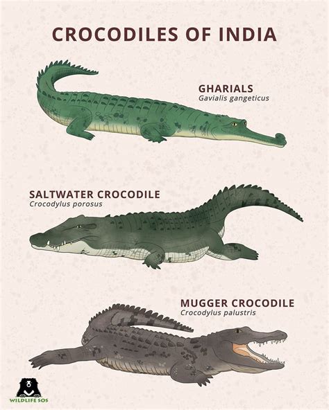 Crocodilians of the world poster by rohanchak – Artofit