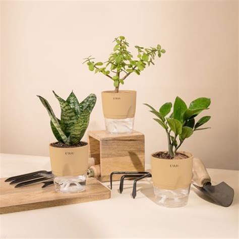 Ugaoo Indoor Air Purifier Plants For Home With Pots - Spider Plant ...