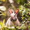 Image result for Spring Flowers with Bunnies