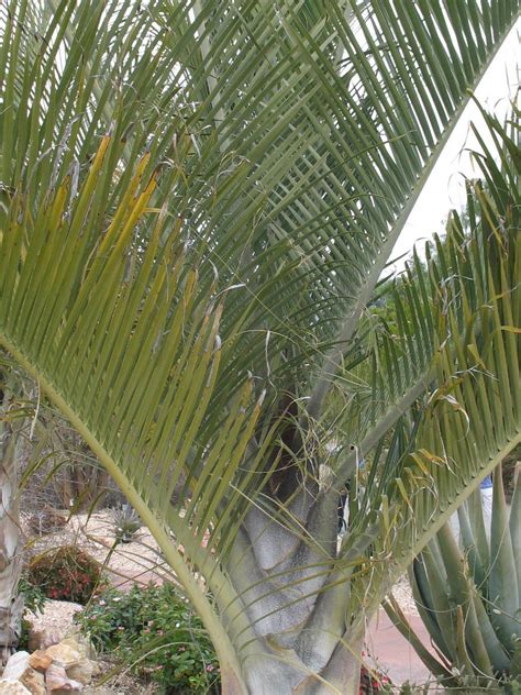 Dypsis Decaryi – Potclay