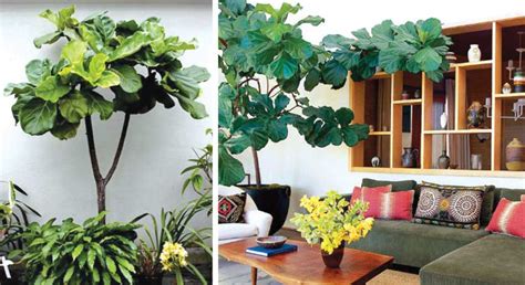 UNIQUE TREES - Outdoor Luxury