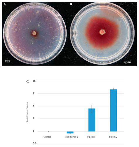 The Wheat Head Blight Pathogen Fusarium graminearum Can Recruit ...