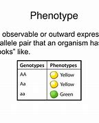 Image result for phenotype