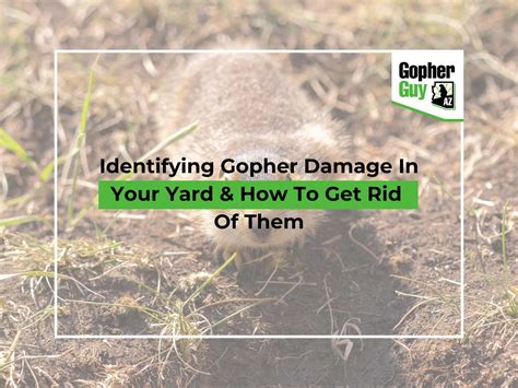 Identify Gopher Damage In Your Yard & Get Rid Of Them