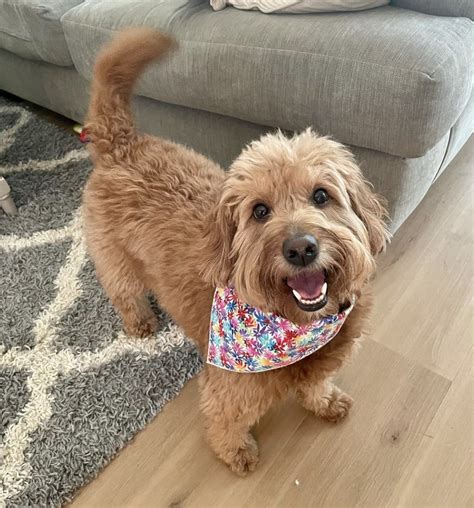 F1 Mini Goldendoodle Guide: Breeders, Size, Lifespan & More!