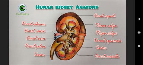 How to Draw Kidney in Easy Way 的图像结果