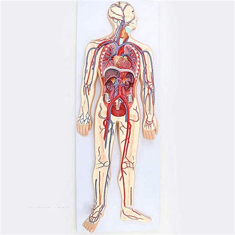 Image result for Blood Circulation Model