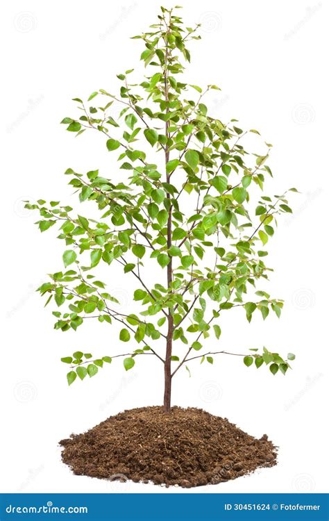 Young birch tree stock photo. Image of sapling, deciduous - 30451624