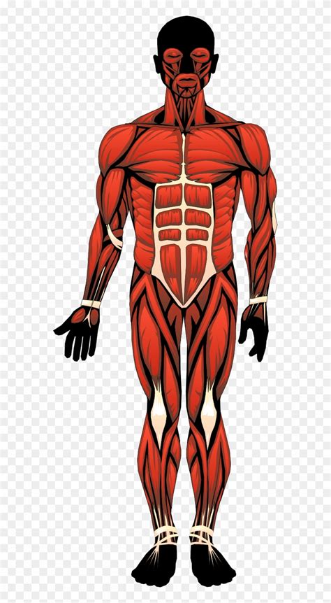 Human Body Muscles Clipart