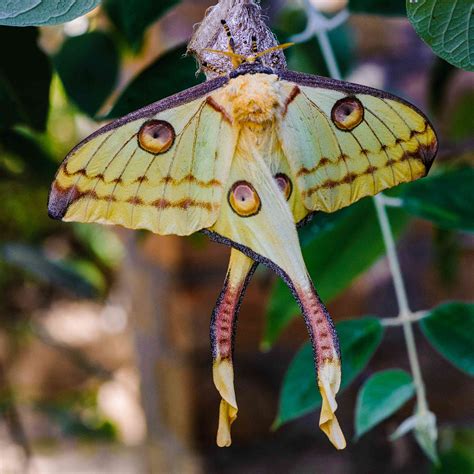 20 Moth Species More Beautiful Than Butterflies