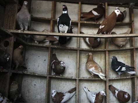 Govt to introduce rules for regulating pet trade, breeding centres ...