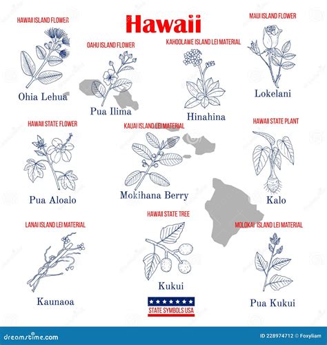 Hawaii. Set of USA Official State Symbols Stock Vector - Illustration ...