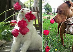 Image result for Animals Smelling Flowers