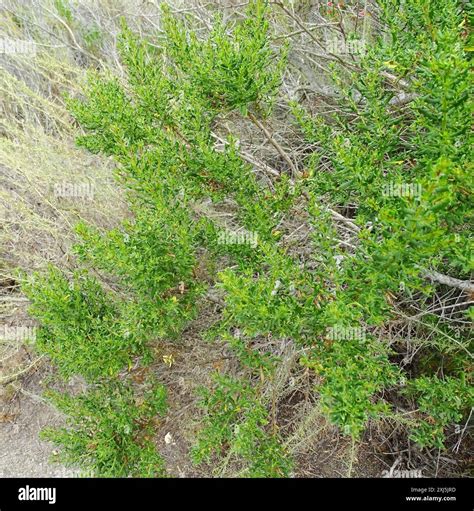 coyote brush (Baccharis pilularis) Plantae Stock Photo - Alamy
