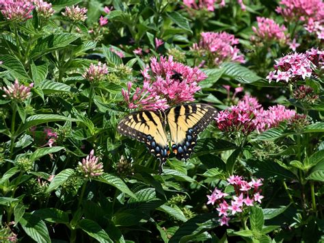 Best Flowers For Butterflies In Florida at NETFRANKLINBLOG Blog