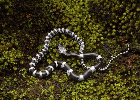Discover 9 Black and White Snakes: Types and Where They Live - A-Z Animals