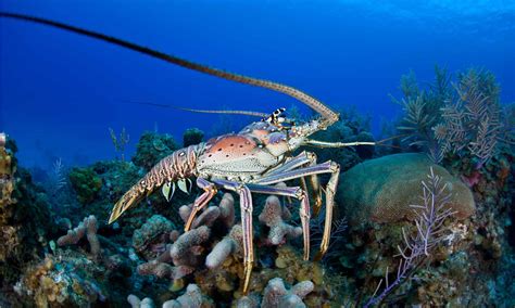 is spiny lobster better than maine lobster