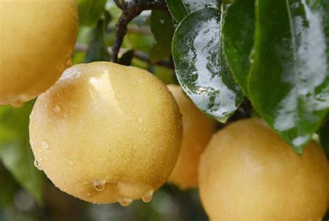 秋月梨丨立秋后一定要吃的水果，被称为秋季滋补圣品，甜度远超西瓜！-果缤纷