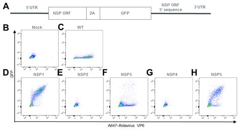 A Novel Rotavirus Reverse Genetics Platform Supports Flexible Insertion ...