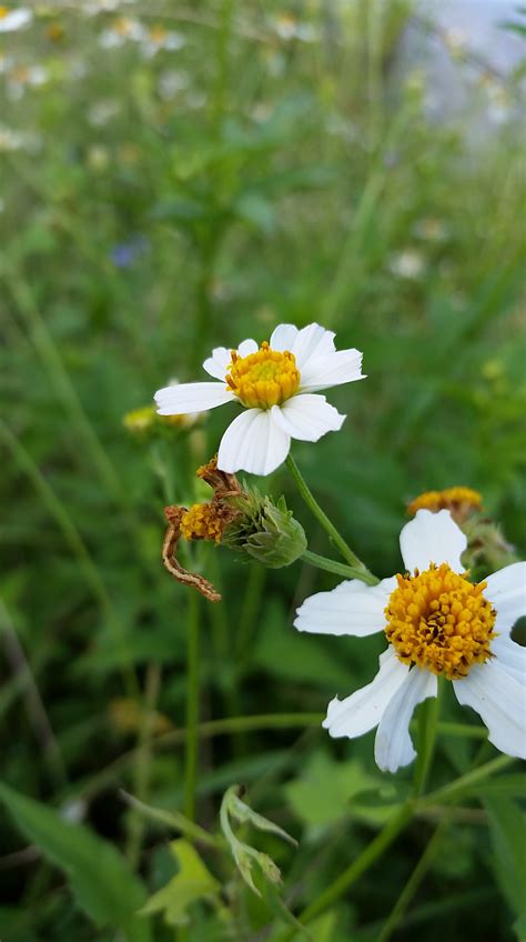 Weekly Weed, May 9: Spanish needles – The MereKat