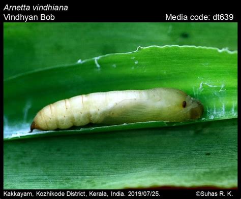 Arnetta vindhiana | Butterfly