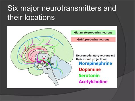 What Is a Neurotransmitter 的图像结果
