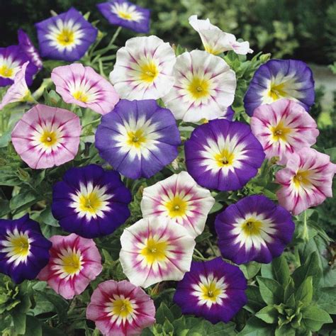 KANAYA Morning Glory Flower Seeds F1 Hybrid Flower Seeds For All ...