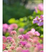 Image result for Light Pink Spring Background