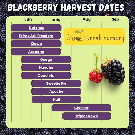 When Are Blackberries In Season: Plant These Varieties To Extend Your ...