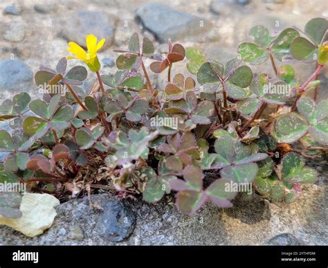 Creeping Woodsorrel (Oxalis corniculata Stock Photo - Alamy