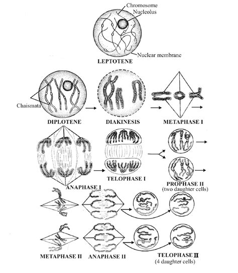 Cell Cycle And Cell Division - Free NEET Biology Notes
