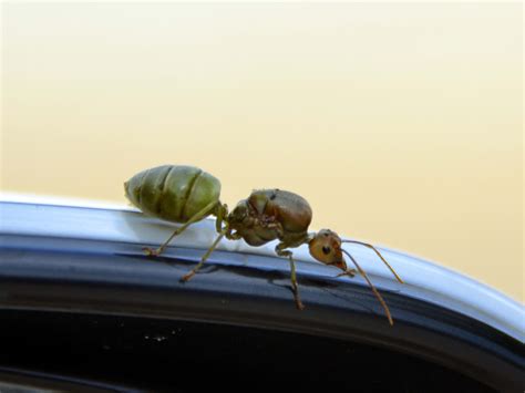 Ants In Car