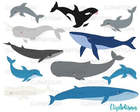 Clip Art Whale Whale Breeds Clipart Cute Whale Clip Art By Inkley