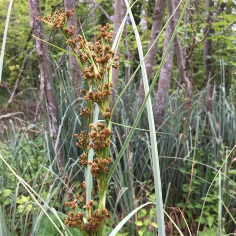 Меч-трава обыкновенная (Cladium mariscus) - PictureThis