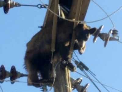 Bear found stuck on power pole in southern Arizona city - Times of India