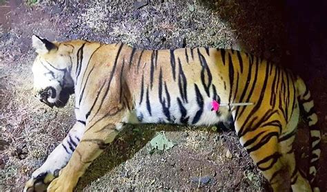 Tiger Carcass Found Near Pilibhit Reserve, Reports Say It Could've Been ...