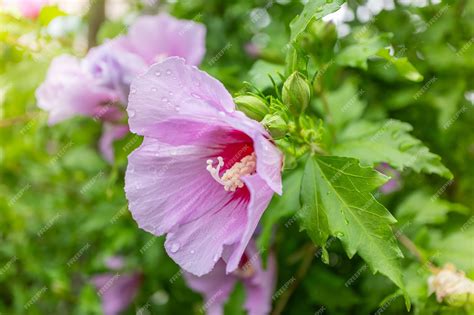 Premium Photo | Korean national flower in the name rose of sharon or ...