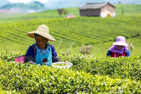 贵州西秀：茶农采摘春茶忙（组图）