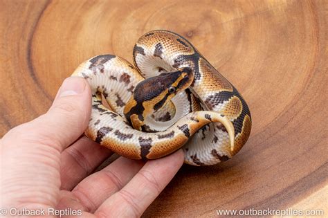 Image result for Za Reptiles Ball Python