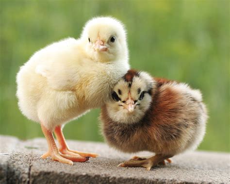 Cute baby chicks photography ideas. Domestic animals pictures and young ...