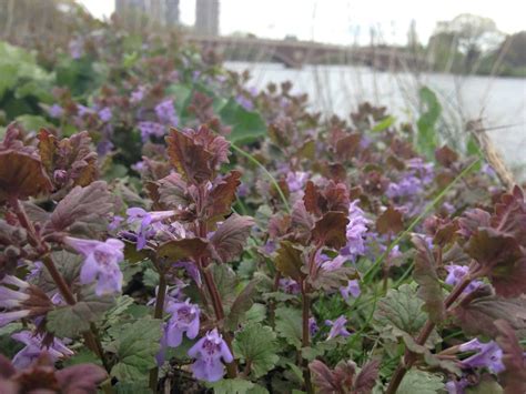 Ground Ivy: Herb of the Week · CommonWealth Holistic Herbalism