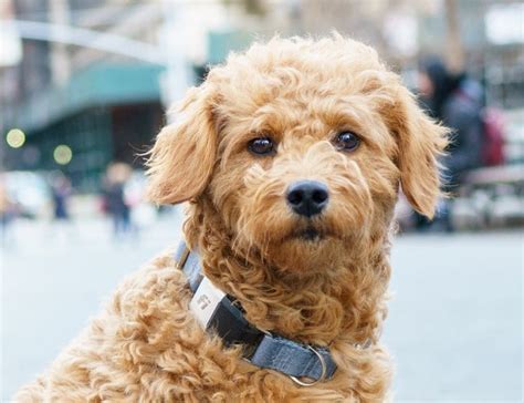 Fi Smart Dog Collar is perfect for keeping track of your dog while you ...
