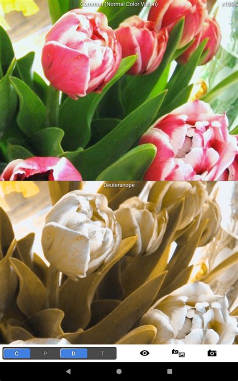 5 Best Dog Vision Filter Apps for Android & iOS | Freeappsforme - Free ...