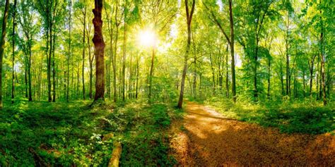 春天森林风景、鲜绿色的春天林木和被充斥的森林沼地 库存照片. 图片 包括有 灌木, 叶子, 照亮, 充斥 - 113985248