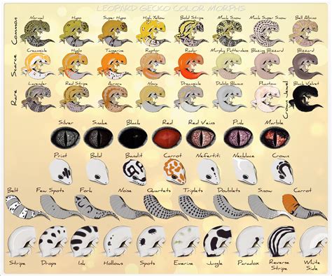 Leopard Gecko Morphs Chart