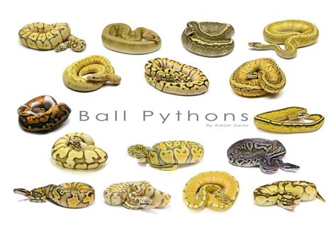 Ball Python Morphs Poster